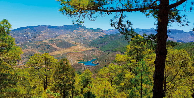 A view over Tamadaba Natural Park